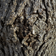 Image for article titled Wood Shooting Challenge